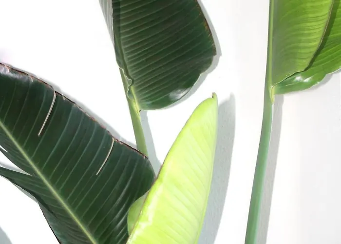 Baleal Ocean Breeze * Ferrel